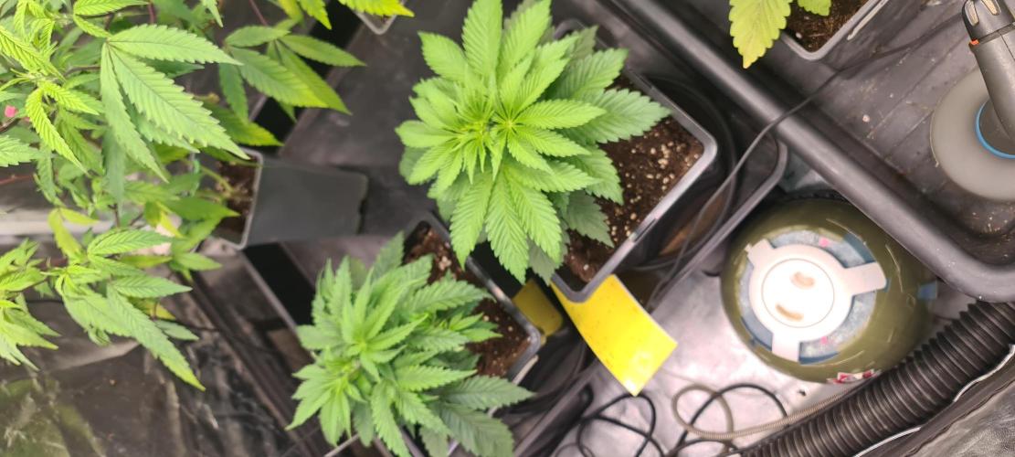 Banana Haze. Week 3