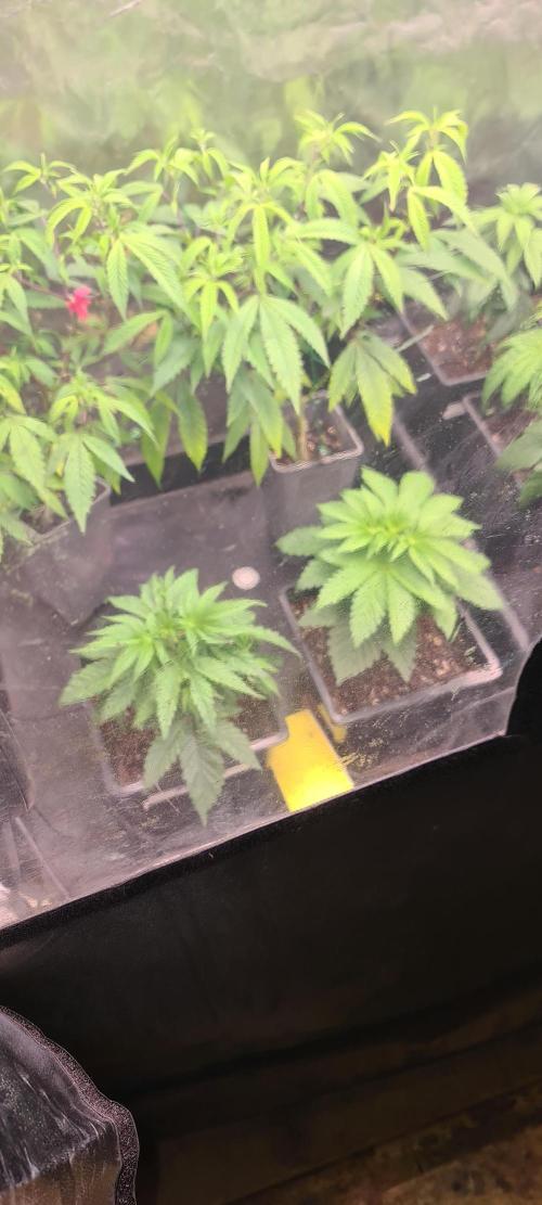 Banana Haze. Week 3