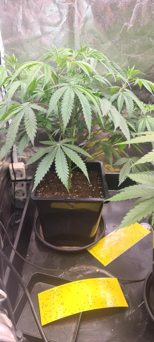 Goodie from Karma. Week 5