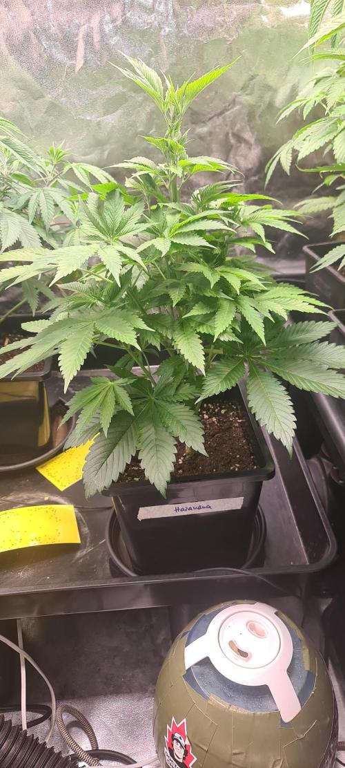 Banana Haze. Week 5