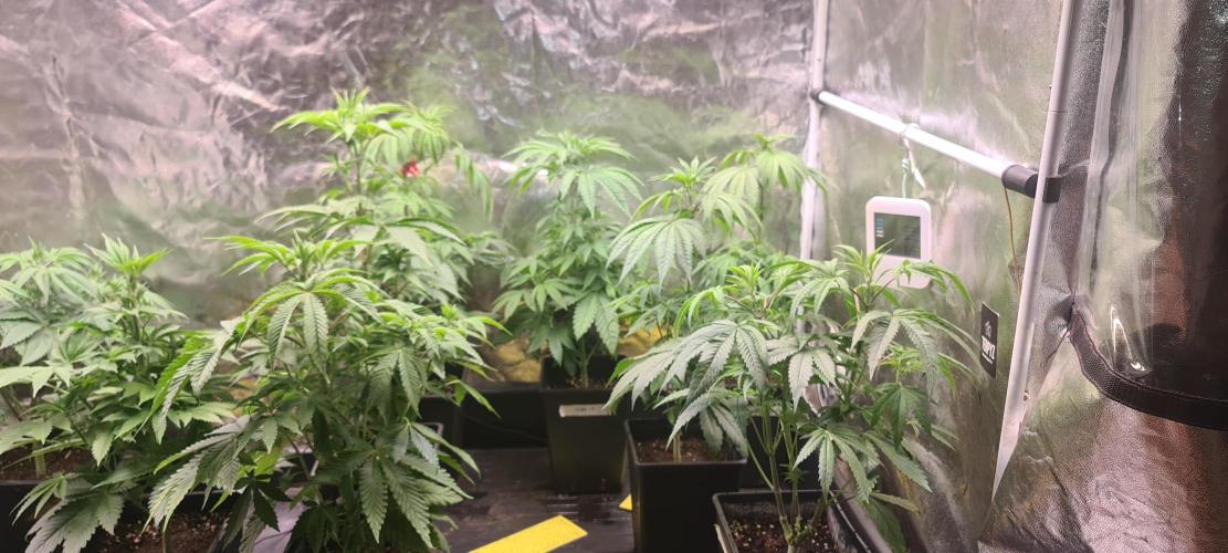KingCherry#4*Zowahh f2. Week 5