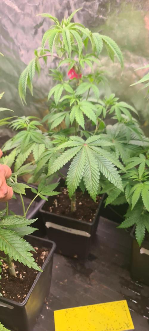 KingCherry#4*Zowahh f2. Week 5