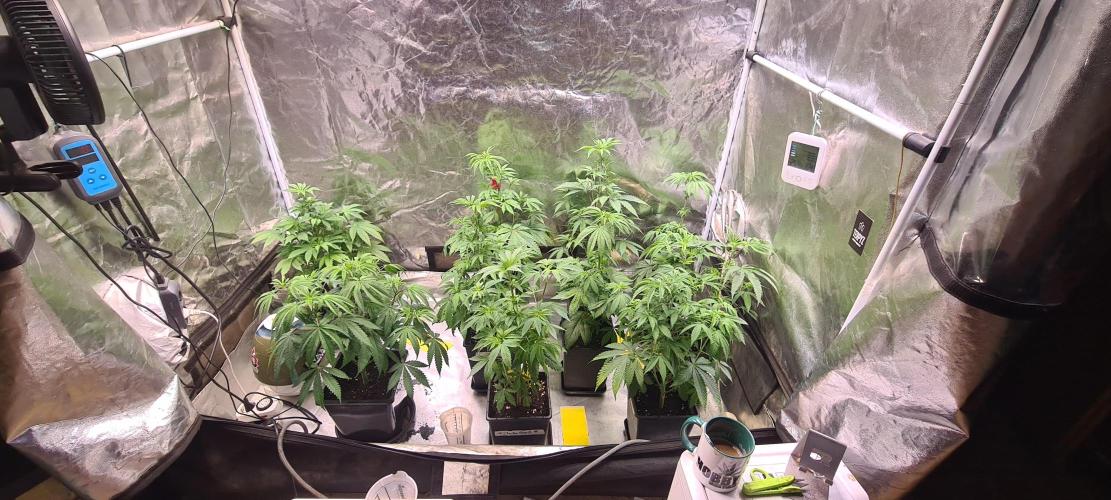 KingCherry#4*Zowahh f2. Week 5