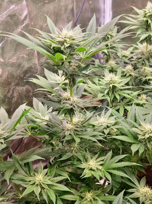 Banana Haze. Week 9