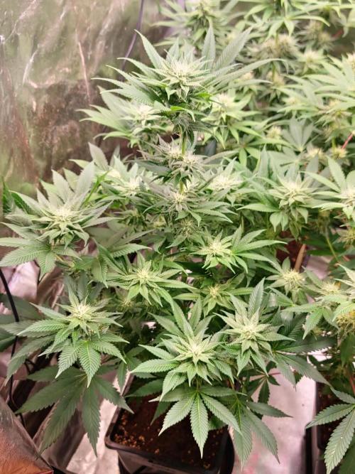 Banana Haze. Week 9