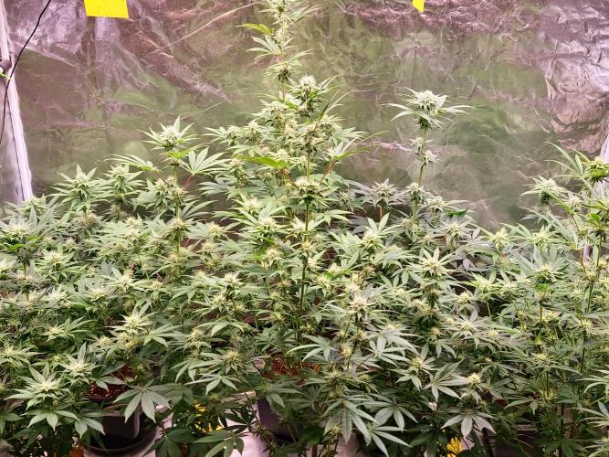 Hazanana. Week 9