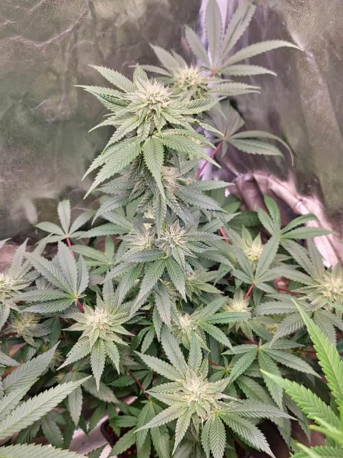 KingCherry#4*Zowahh f2. Week 9
