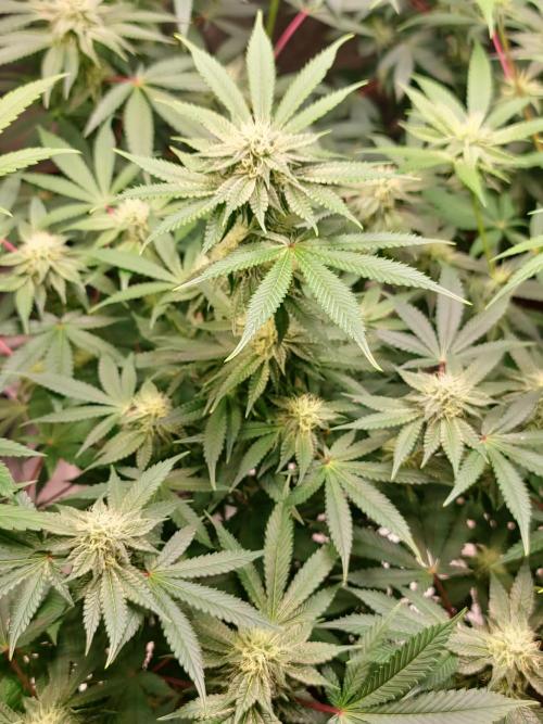 KingCherry#4*Zowahh f2. Week 9