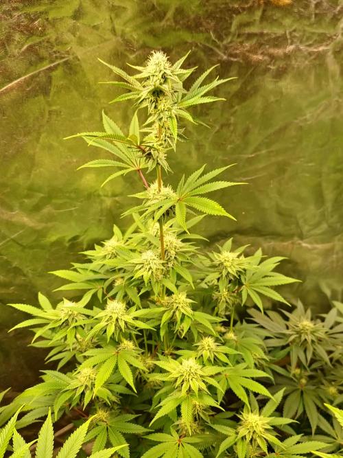 KingCherry#4*Zowahh f2. Week 9