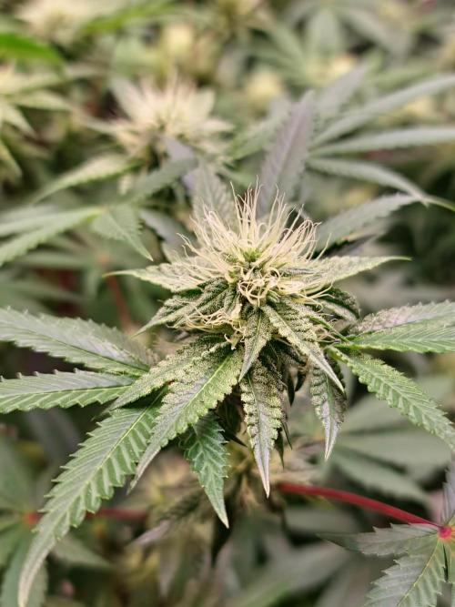 KingCherry#4*Zowahh f2. Week 9