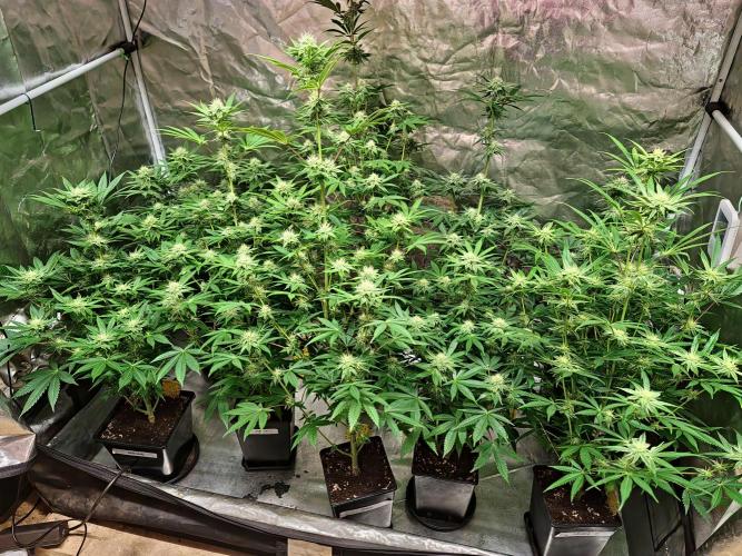 Trichome Jungle - Rainbow Cherry f2. Week 9