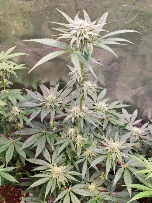 Trichome Jungle - Rainbow Cherry f2. Week 9