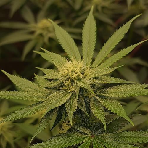Trichome Jungle - Rainbow Cherry f2. Week 9