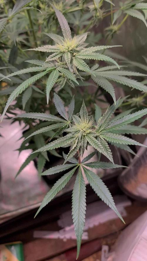 Trichome Jungle - Rainbow Cherry f2
