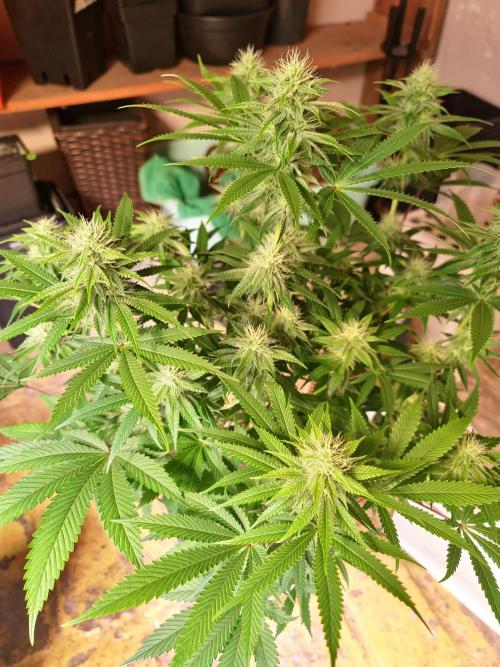 Zowahh Fresca LTD. Week 9
