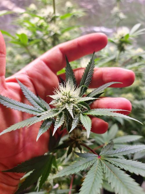 Zowahh Fresca LTD. Week 9