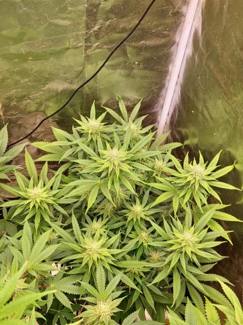 Zowahh Fresca LTD. Week 9