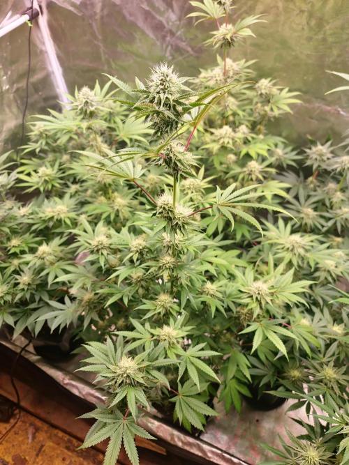 Lamboz - Ridgeline Farms. Week 10