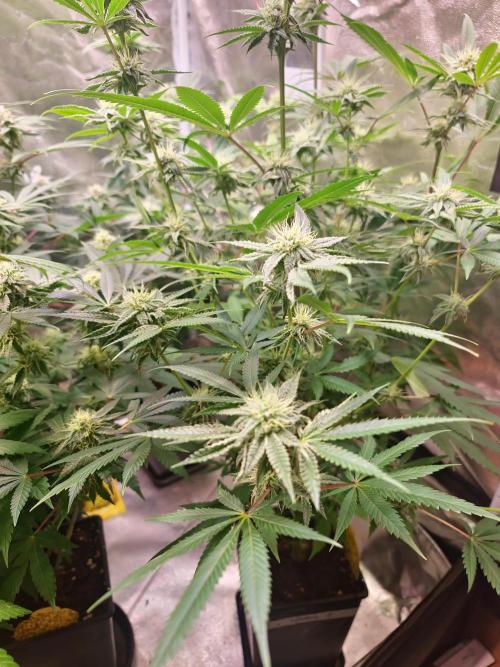 Lamboz. Week 10