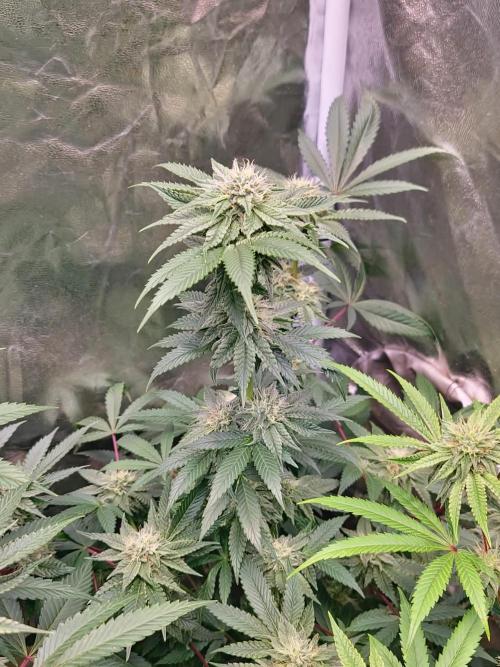 Trichome Jungle - Rainbow Cherry f2. Week 10