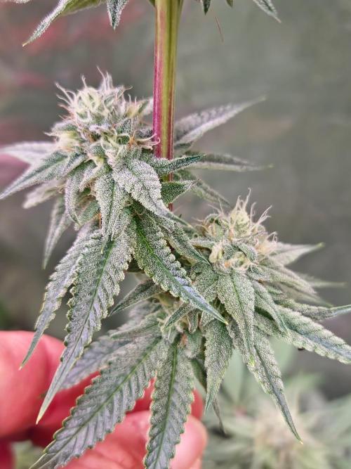 Trichome Jungle - Rainbow Cherry f2. Week 10