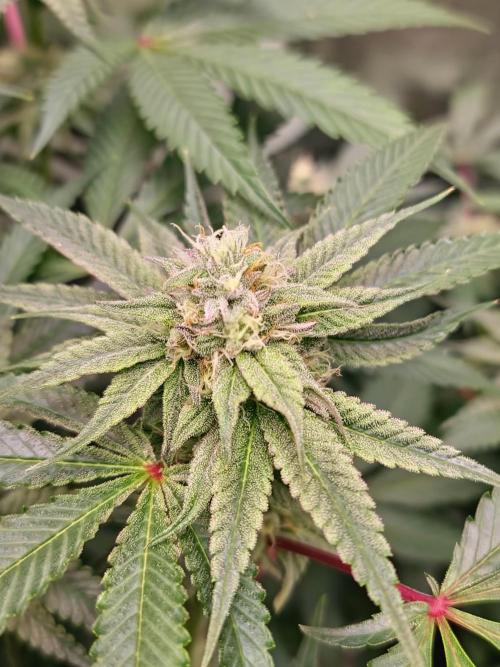 Rainbow Cherry . Week 10