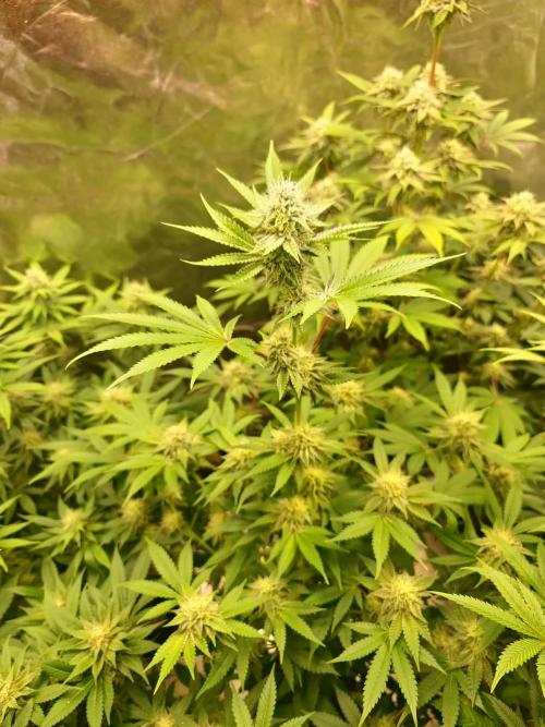 KingCherry#4*Zowahh f2. Week 10