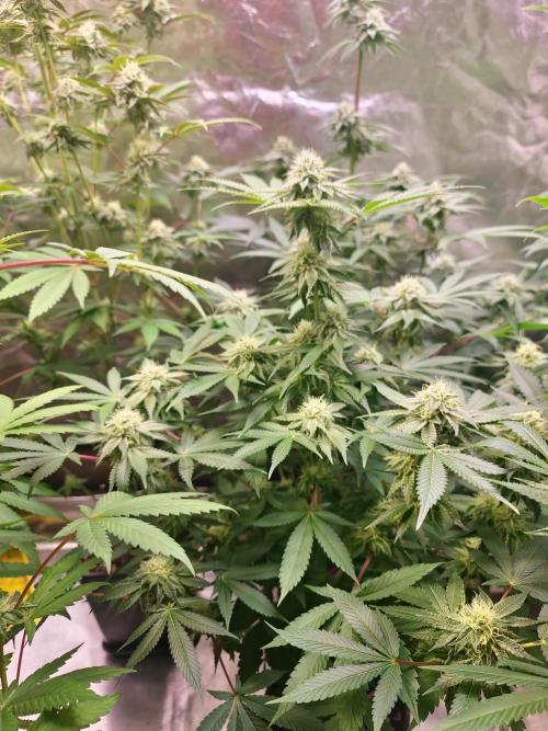 KingCherry#4*Zowahh f2. Week 10