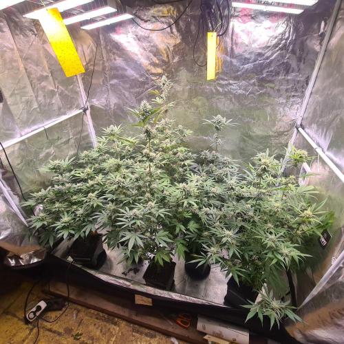 KingCherry#4*Zowahh f2. Week 10