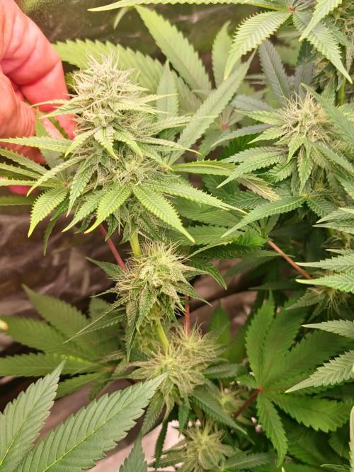 Goodie from Karma. Week 10