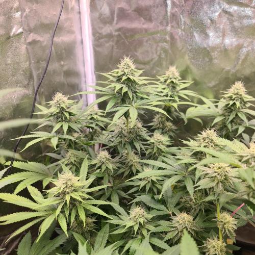 Goodie from Karma. Week 10