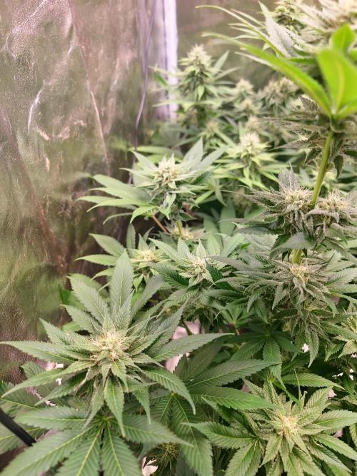 Banana Haze. Week 10