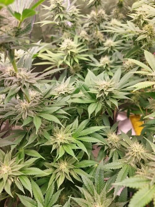 Banana Haze. Week 10