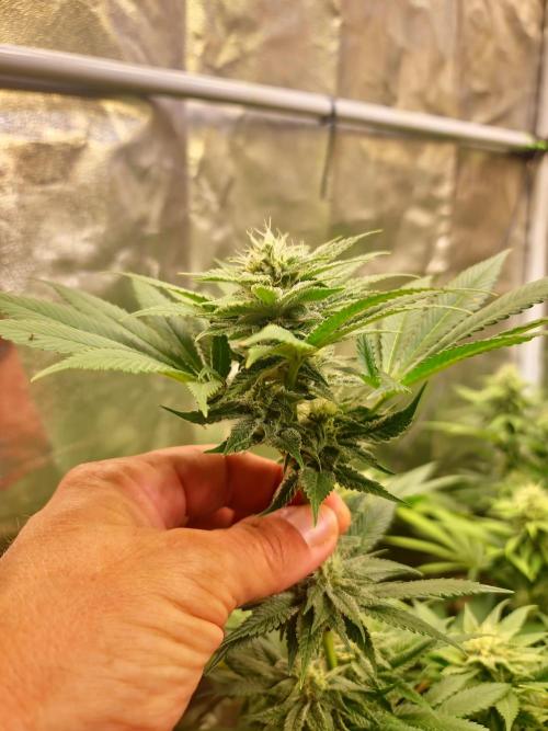 Banana Haze. Week 10