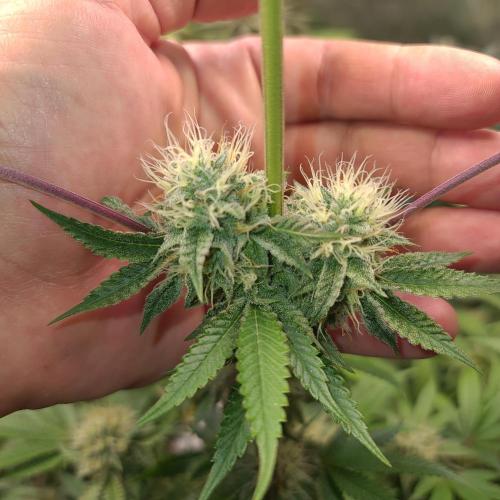 Lamboz - Ridgeline Farms. Week 10