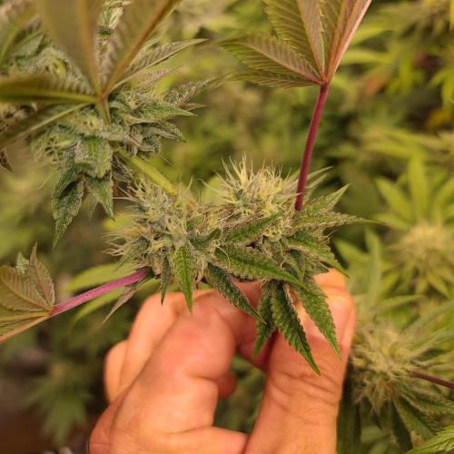 Lamboz - Ridgeline Farms. Week 10