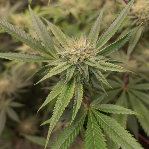 Lamboz - Ridgeline Farms. Week 10