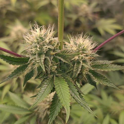 Lamboz - Ridgeline Farms. Week 10