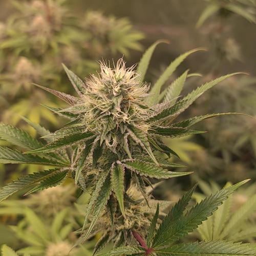 Lamboz. Week 10