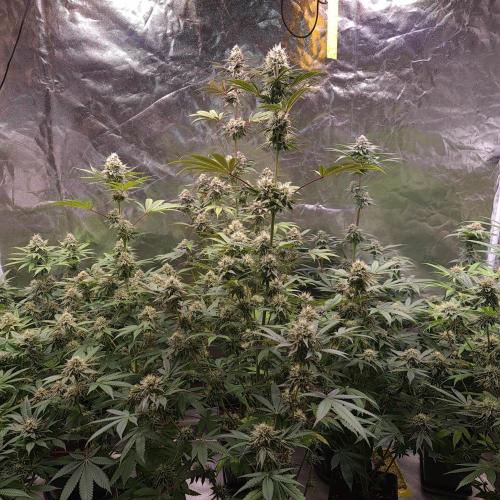 Lamboz - Ridgeline Farms. Week 11