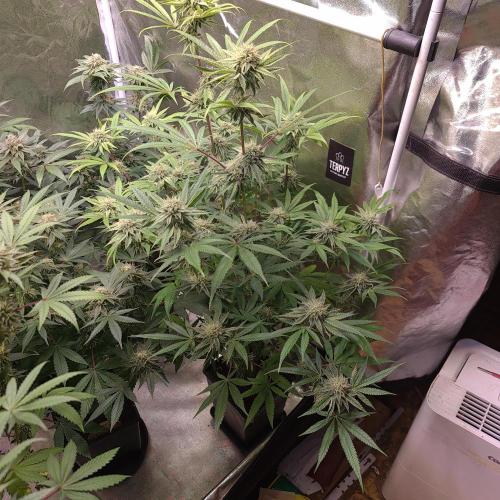 Lamboz - Ridgeline Farms. Week 11
