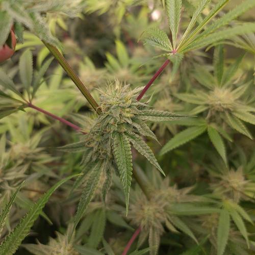 Lamboz - Ridgeline Farms. Week 11