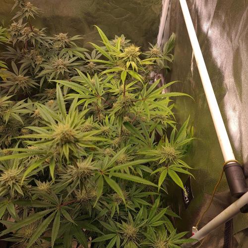 Lamboz - Ridgeline Farms. Week 11