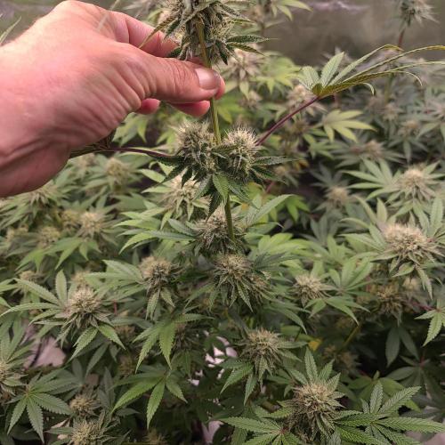 Lamboz - Ridgeline Farms. Week 11