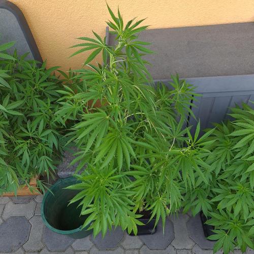 Lamboz - Ridgeline Farms. Week 11