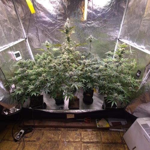 Lamboz. Week 11