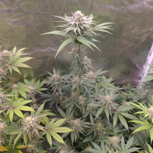Trichome Jungle - Rainbow Cherry f2. Week 11
