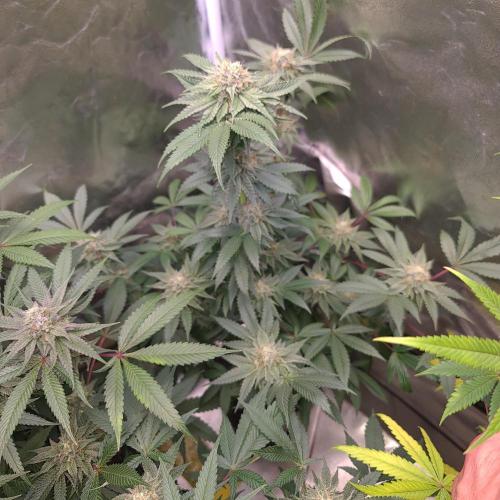 Trichome Jungle - Rainbow Cherry f2. Week 11