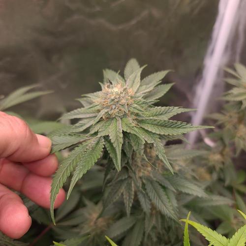 Trichome Jungle - Rainbow Cherry f2. Week 11