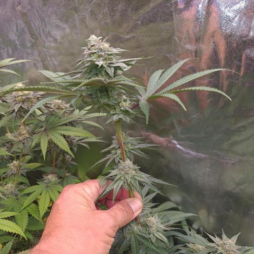 Trichome Jungle - Rainbow Cherry f2. Week 11